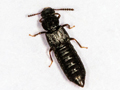 Anotylus rugosus